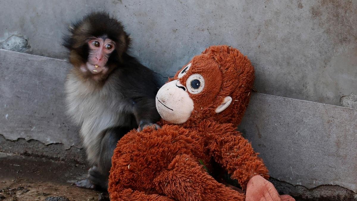Punch the Monkey: Google celebrates the viral macaque with interactive search animation